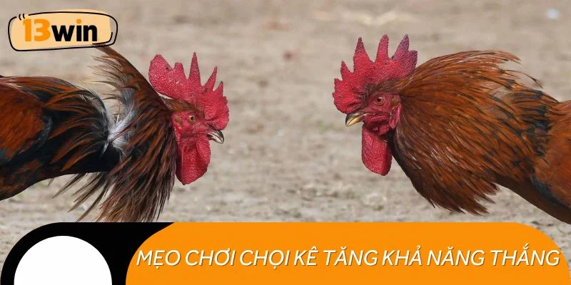 Mẹo hay chơi chọi kê nâng cao khả năng thắng cược