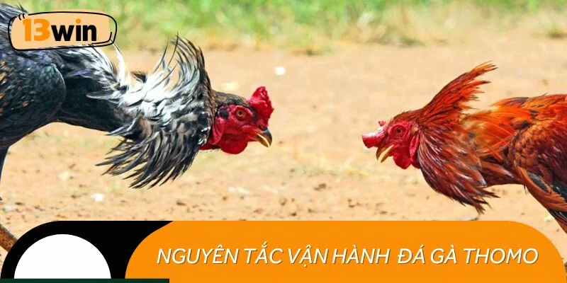 Nguyên tắc vận hành các trận đá gà Thomo
